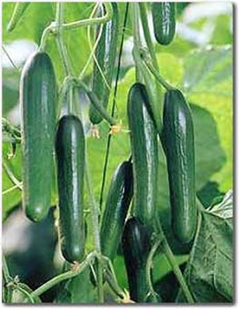 کشت خیار گلخانه ای